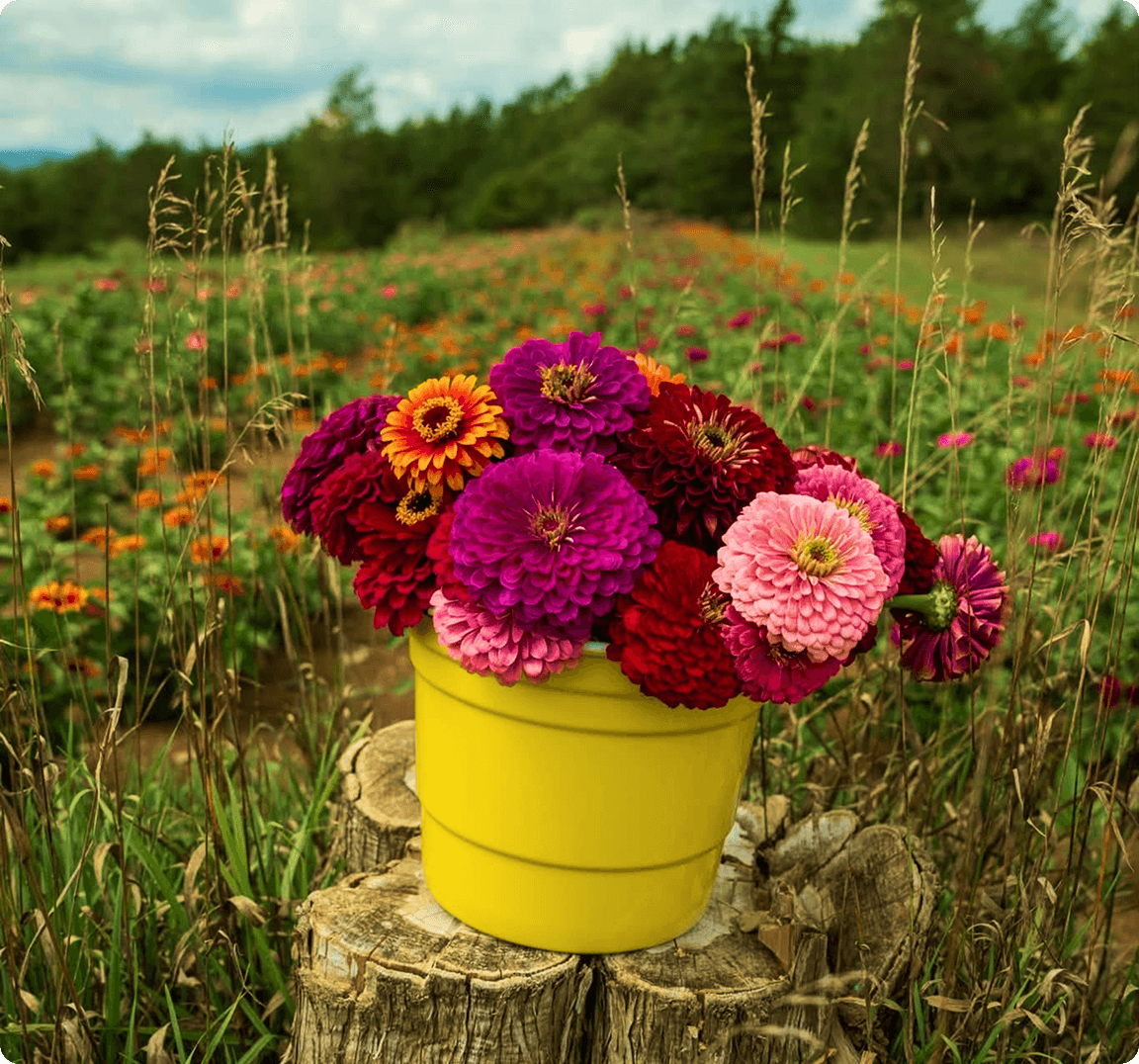 Zinnias in a bucket on the farm